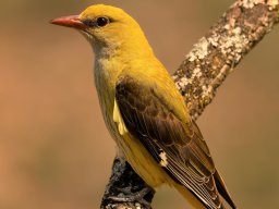 Fauna Cerro Masatrigo y entorno